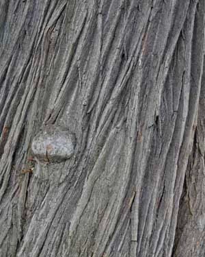 Chestnut bark