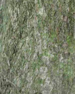 Fern leaved beech bark
