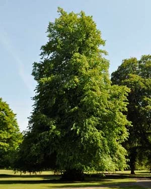 Lime tree