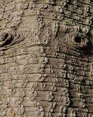 Monkey puzzle tree