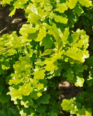 oak leaf