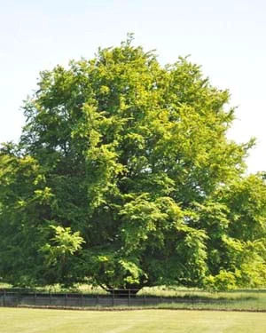 Large spreading tree