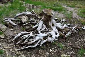 Tree stump