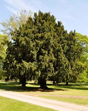 Yew tree