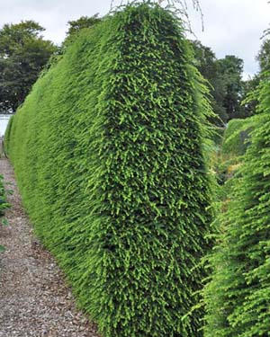 Hemlock hedge