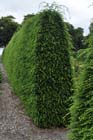 Hemlock hedge