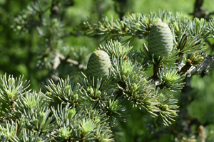 Atlas cedar