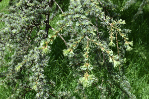 Atlas cedar needles
