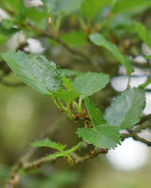 Nothofagus Antarctica