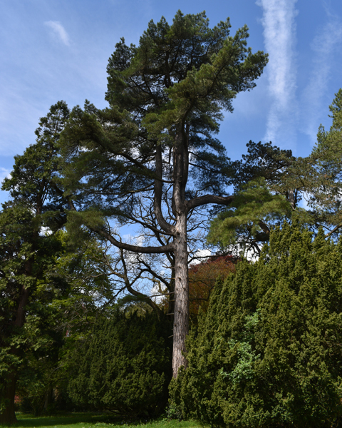 Austrian pine