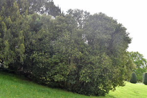 Cercis canadensis