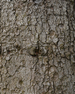Caucasian fir