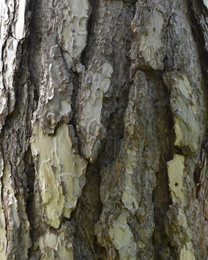 Corsican pine