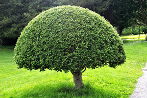 Clipped holly