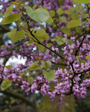 Judas tree