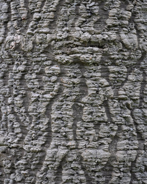 Monkey puzzle