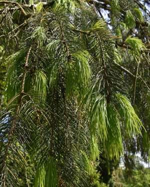 Morinda spruce