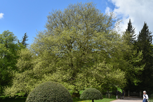 Oriental plane