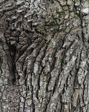 Keble oak