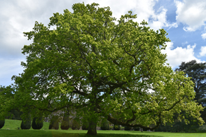 English oak