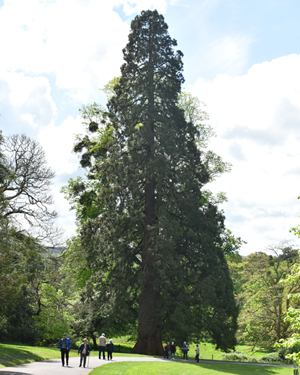 Giant sequoia