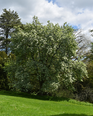 Whitebeam