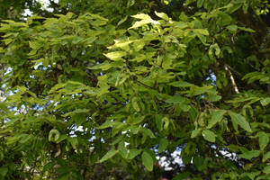 Three flowered maple leaf