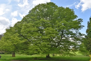 Tyntesfield