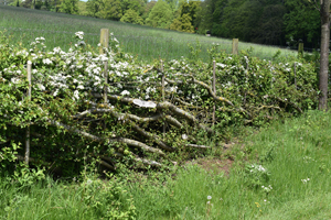 Hedge laying