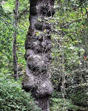Oak burr