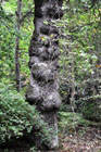 Oak burr at Wallington