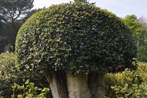 Holly stumps