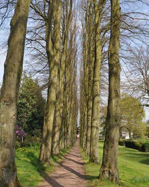 Lime avenue