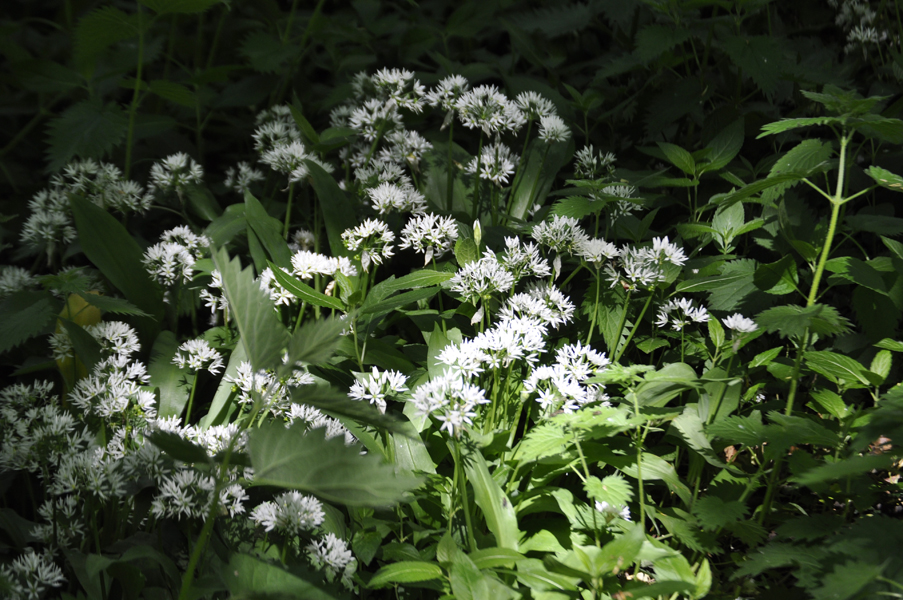 Wild garlic