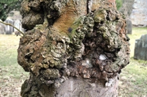 burr willow
