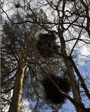 Witch's broom