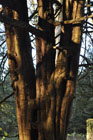 Yew tree at Strid Wood