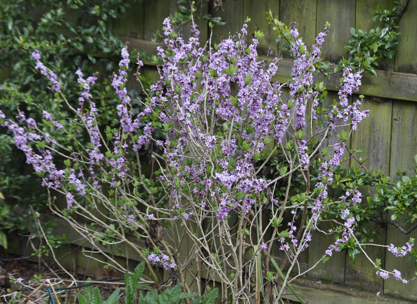 Daphne mezereum