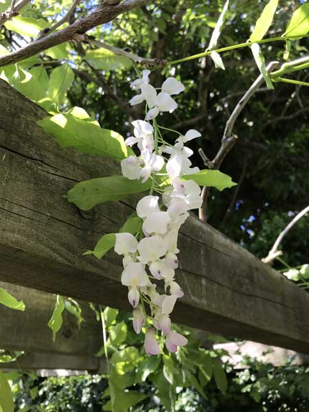 Wisteria flower