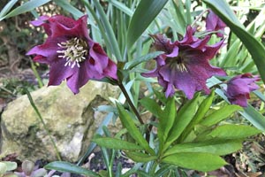Dunvegan Gardens