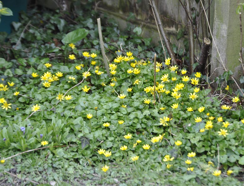 Celandines