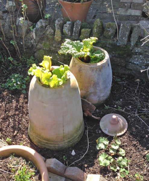 Rhubarb forcer
