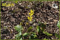 Mulch