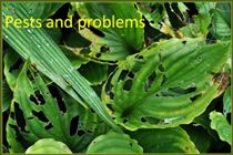 Garden pests and problems