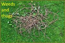 Weeds and thugs