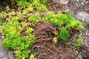 Overgrown heather