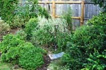 Shrub border