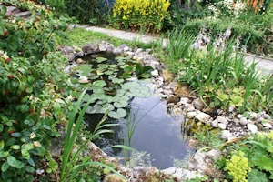 The pond