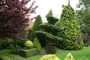 Beech spiral