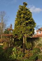 Cypress tree